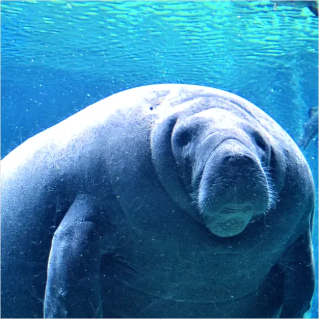 Detail Dugong Underwater Close Up Number 11