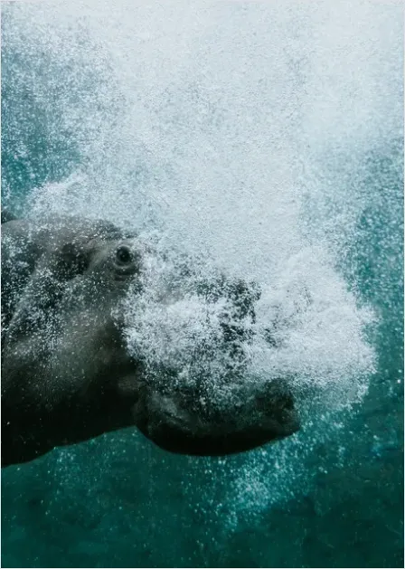 Detail Dugong Underwater Close Up Number 12