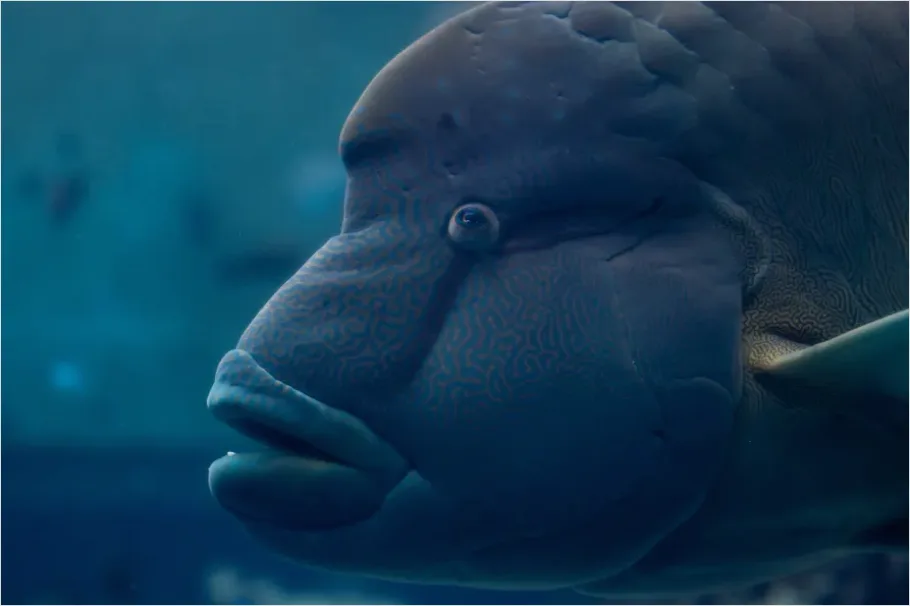 Detail Dugong Underwater Close Up Number 14