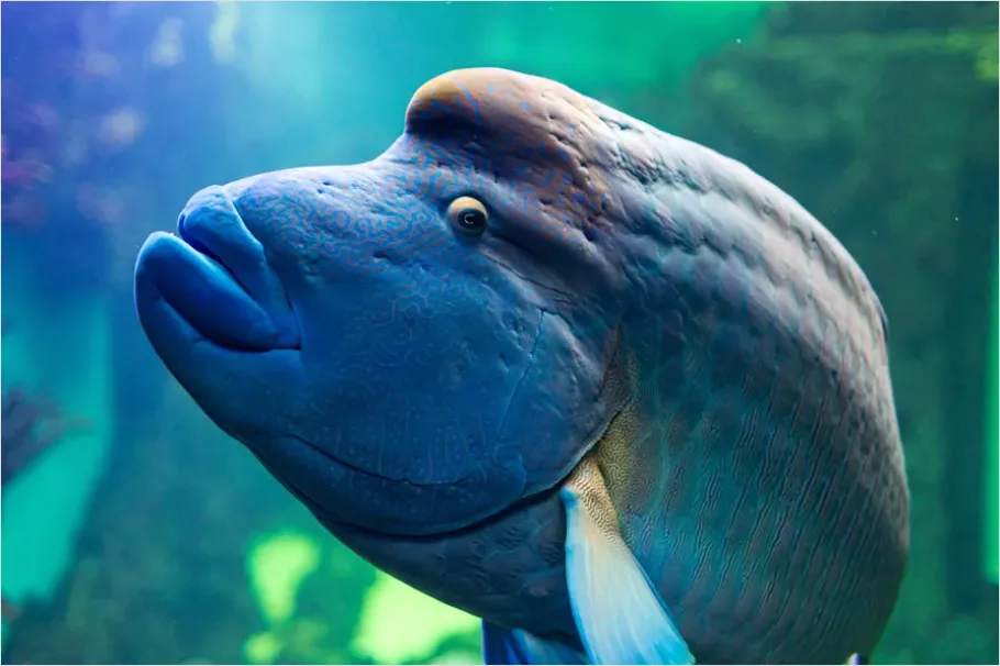 Detail Dugong Underwater Close Up Number 15