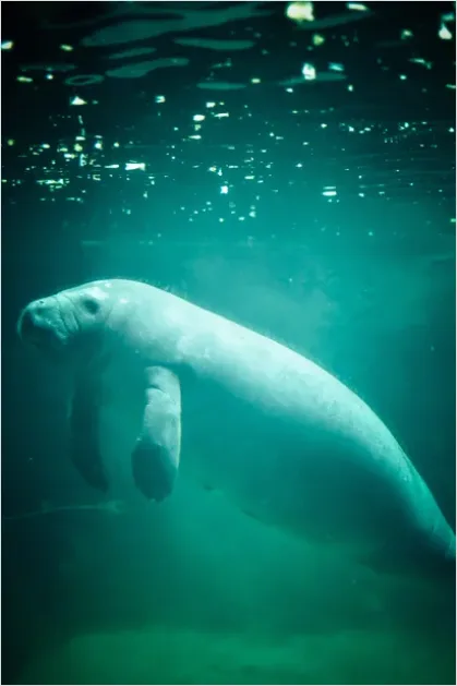 Detail Dugong Underwater Close Up Number 3