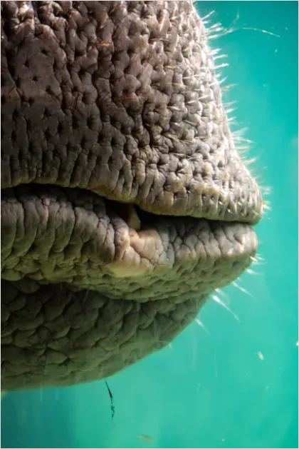 Detail Dugong Underwater Close Up Number 4