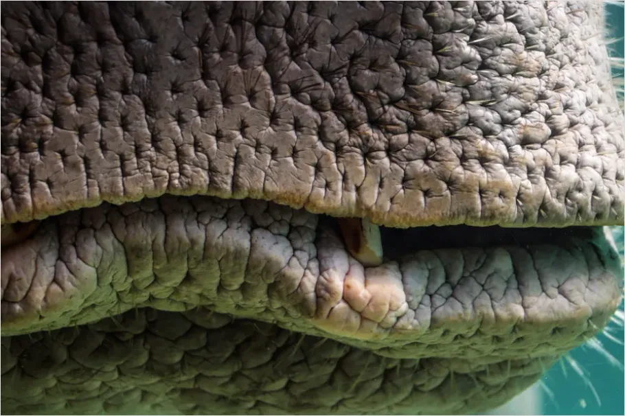 Detail Dugong Underwater Close Up Number 5