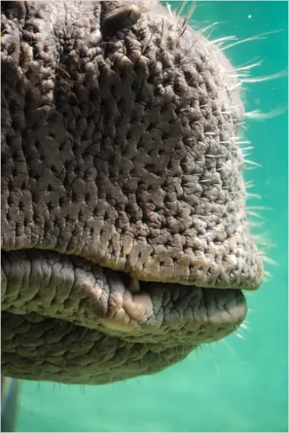 Detail Dugong Underwater Close Up Number 7