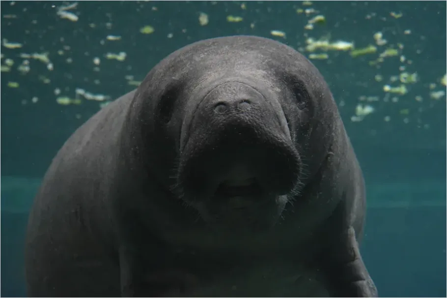Detail Dugong Underwater Close Up Number 8
