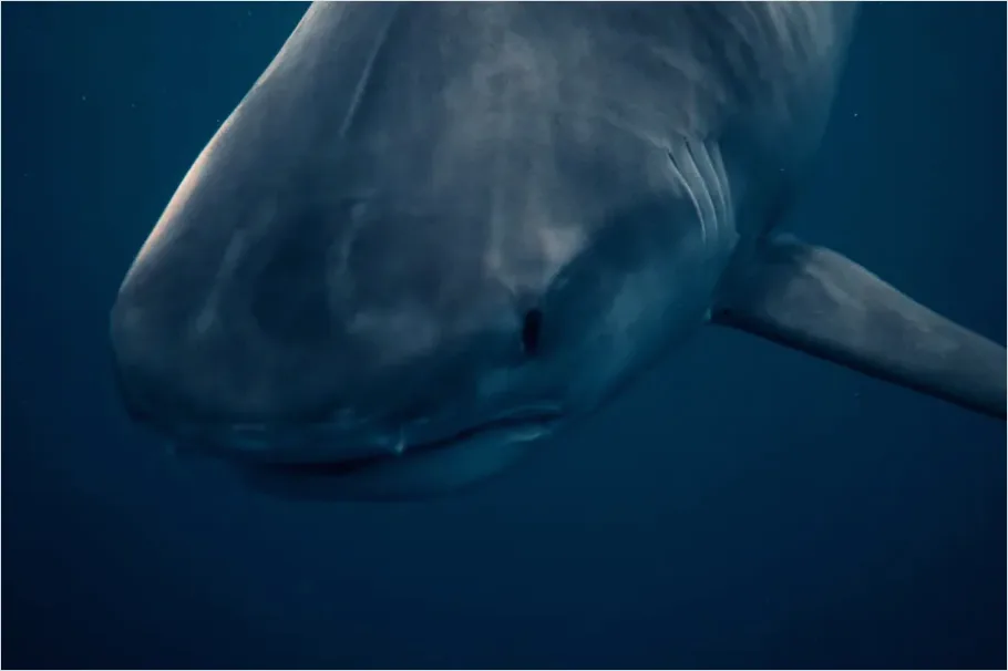 Detail Great White Shark Underwater Photo Number 2