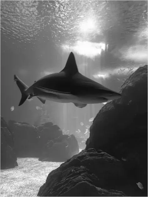 Detail Great White Shark Underwater Photo Number 11