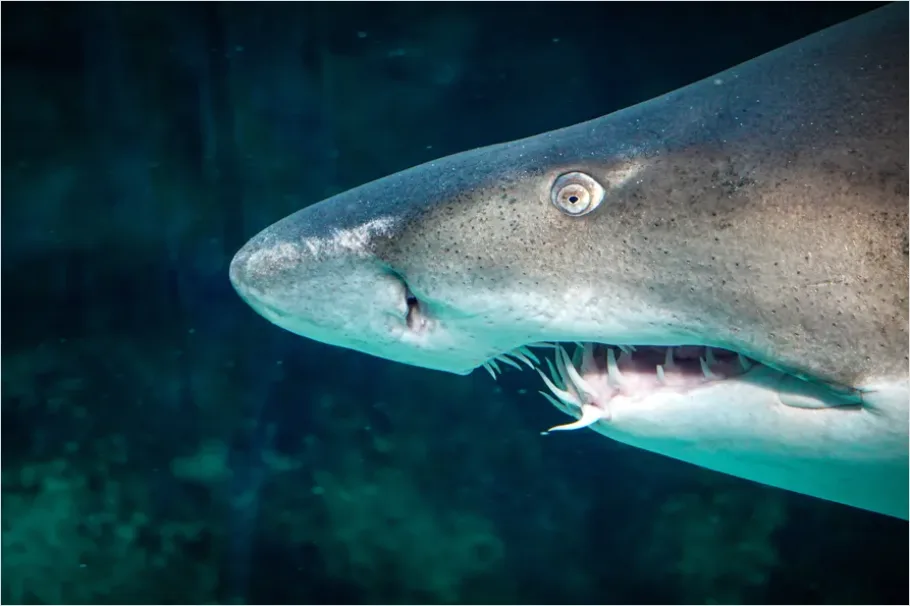 Detail Great White Shark Underwater Photo Number 12