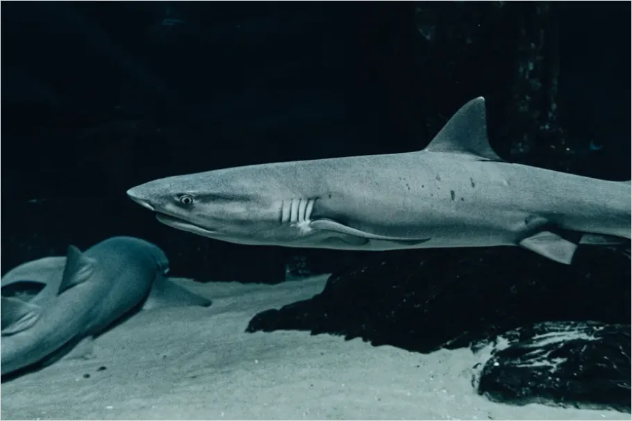Detail Great White Shark Underwater Photo Number 14
