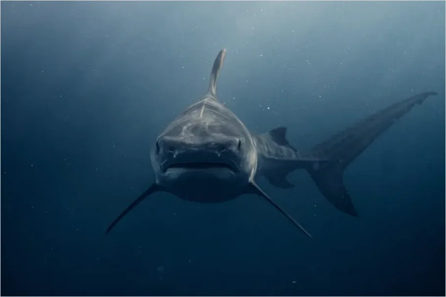 Detail Great White Shark Underwater Photo Number 15