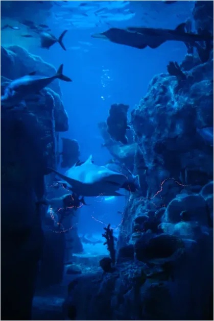 Detail Great White Shark Underwater Photo Number 16