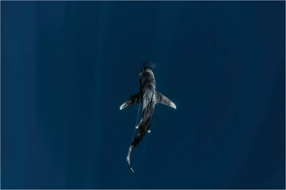 Detail Great White Shark Underwater Photo Number 3