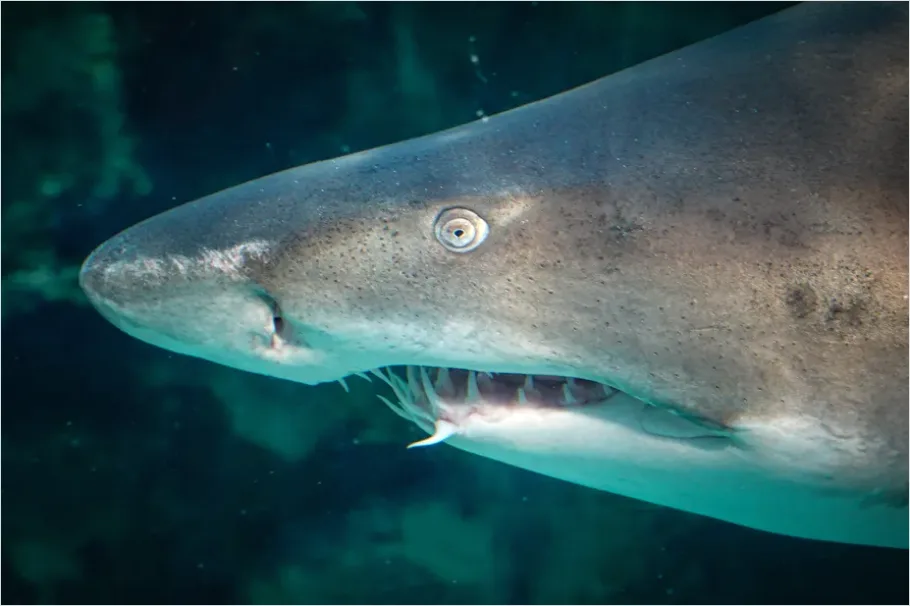 Detail Great White Shark Underwater Photo Number 4
