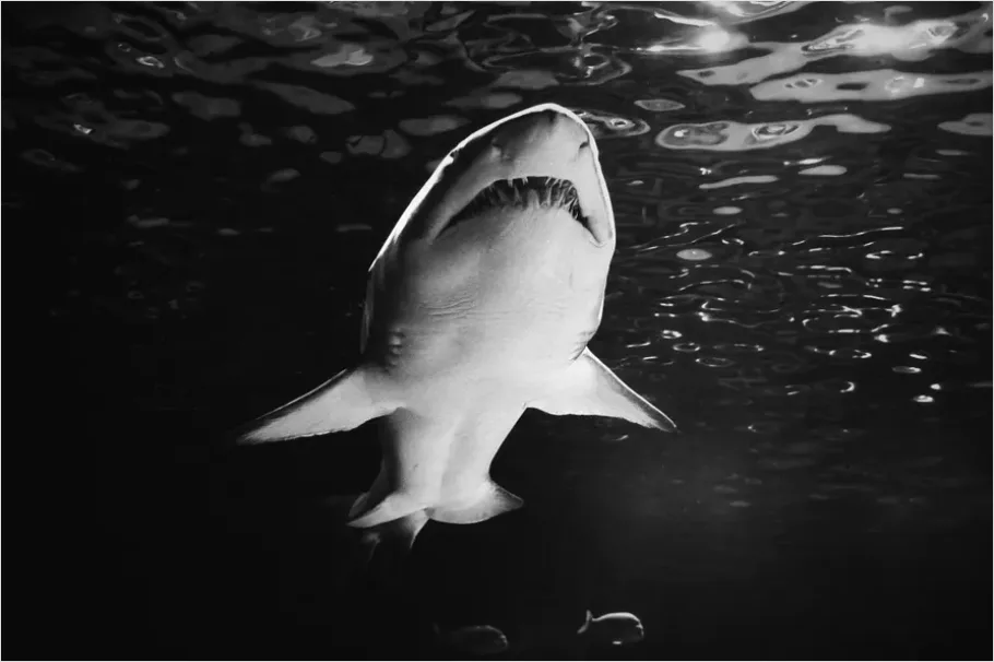 Detail Great White Shark Underwater Photo Number 5