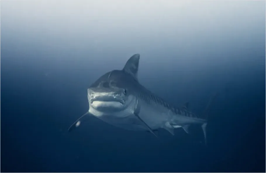 Detail Great White Shark Underwater Photo Number 6