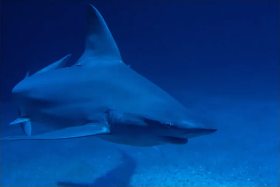 Detail Great White Shark Underwater Photo Number 8