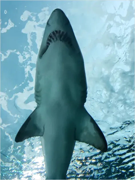 Detail Great White Shark Underwater Photo Number 9