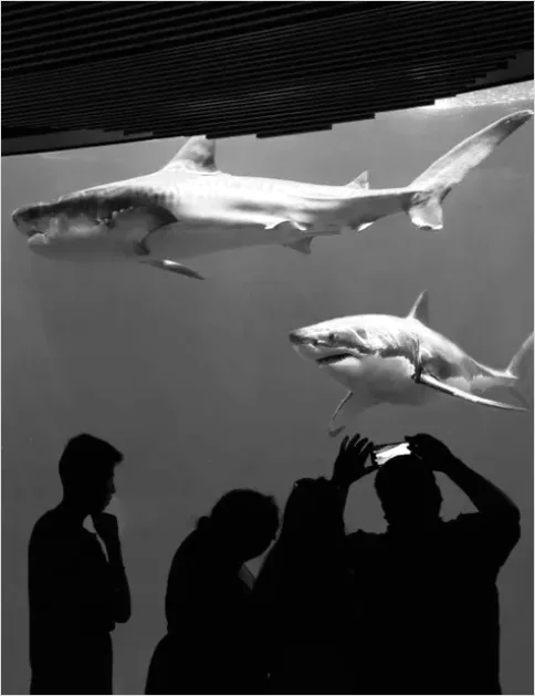 Detail Great White Shark Underwater Photo Number 10