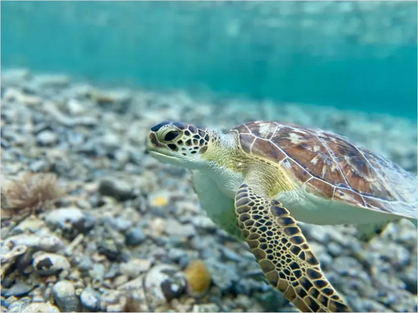Green Sea Turtle Swimming Underwater 8fd2