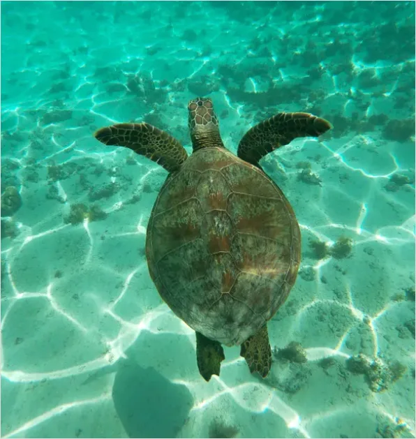 Detail Green Sea Turtle Swimming Underwater Number 11