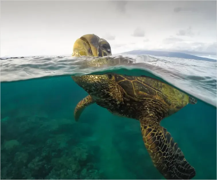 Detail Green Sea Turtle Swimming Underwater Number 12