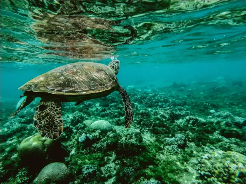 Detail Green Sea Turtle Swimming Underwater Number 13