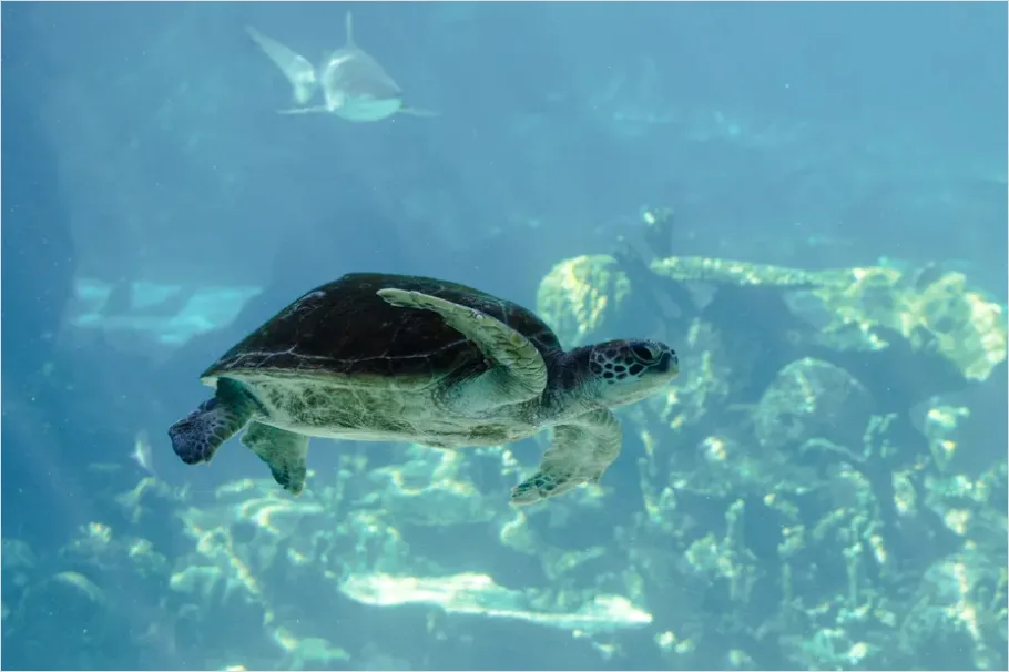 Detail Green Sea Turtle Swimming Underwater Number 15