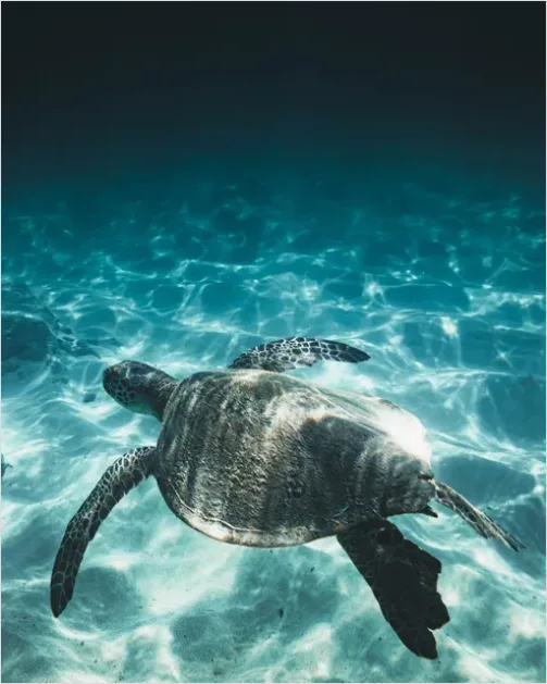 Detail Green Sea Turtle Swimming Underwater Number 16