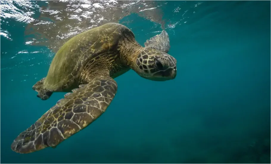 Detail Green Sea Turtle Swimming Underwater Number 3