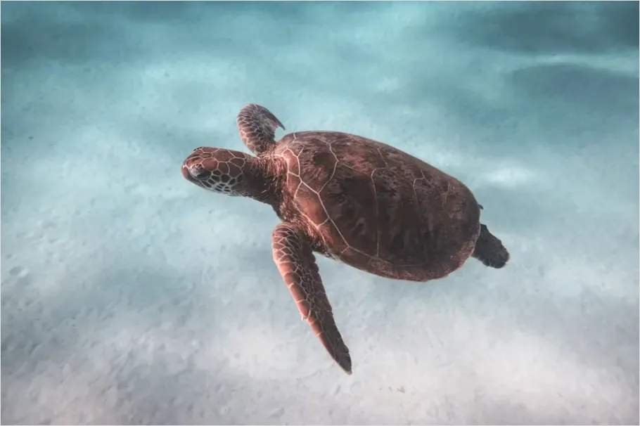 Detail Green Sea Turtle Swimming Underwater Number 4