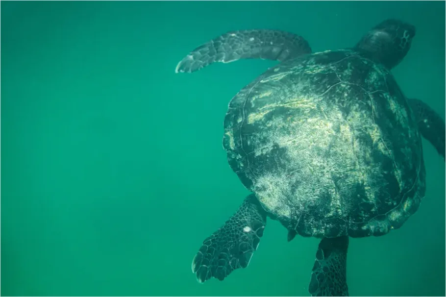 Detail Green Sea Turtle Swimming Underwater Number 6