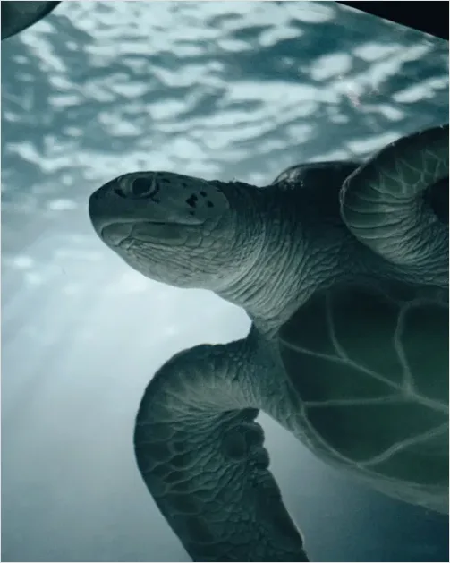 Detail Green Sea Turtle Swimming Underwater Number 7