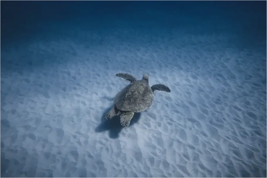 Detail Green Sea Turtle Swimming Underwater Number 8