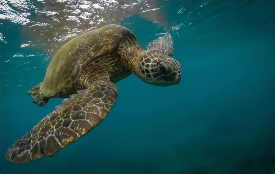 Detail Green Sea Turtle Swimming Underwater Number 9