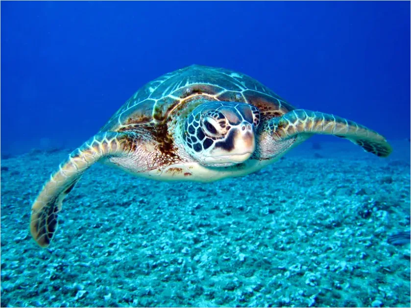 Detail Green Sea Turtle Swimming Underwater Number 10