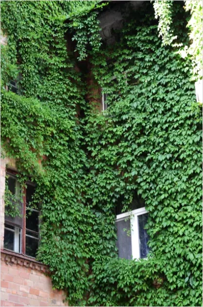 Detail Green Wall Facade Building Exterior Photo Number 16
