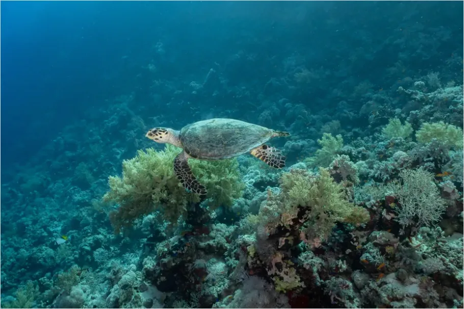 Detail Hawksbill Turtle Reef Photo Number 2