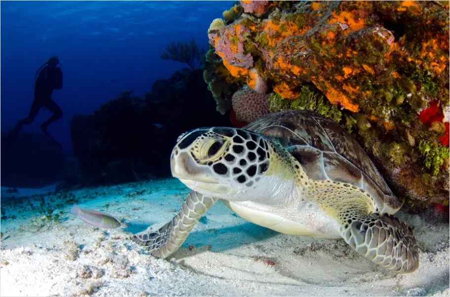Detail Hawksbill Turtle Reef Photo Number 12