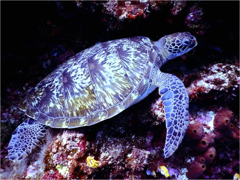 Detail Hawksbill Turtle Reef Photo Number 13