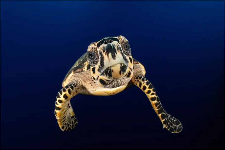 Detail Hawksbill Turtle Reef Photo Number 14