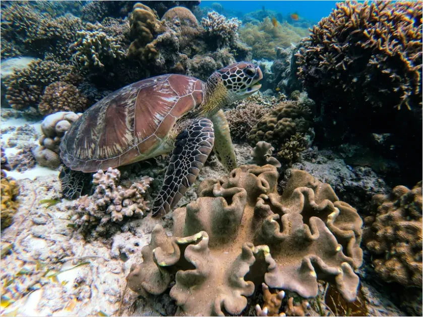 Detail Hawksbill Turtle Reef Photo Number 15