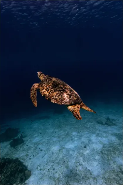 Detail Hawksbill Turtle Reef Photo Number 16