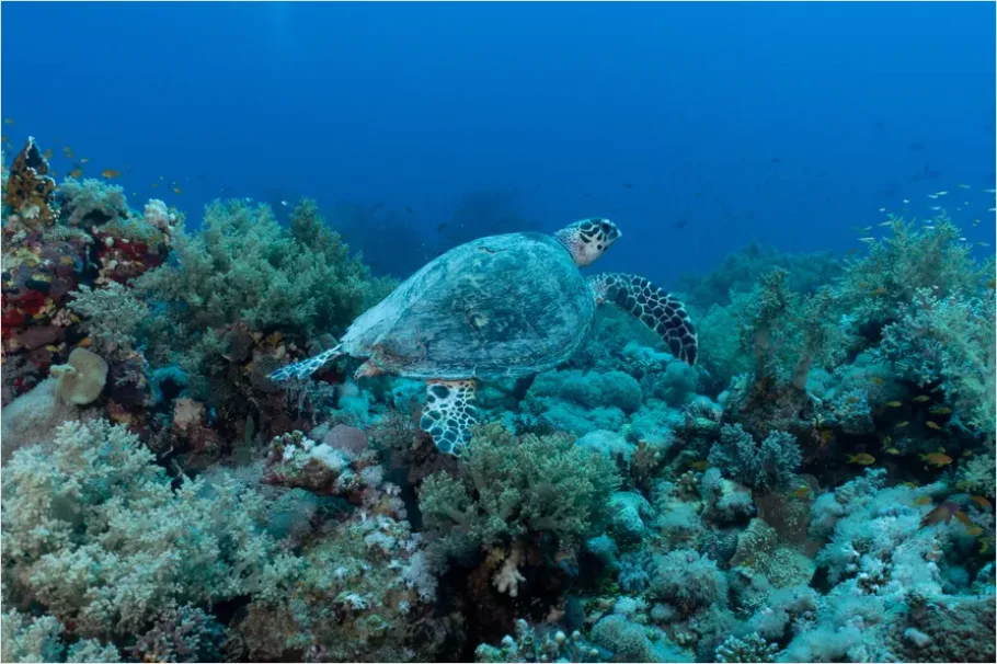 Detail Hawksbill Turtle Reef Photo Number 3