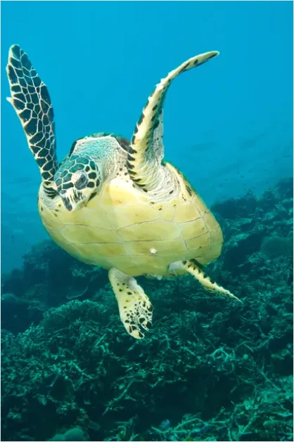 Detail Hawksbill Turtle Reef Photo Number 4