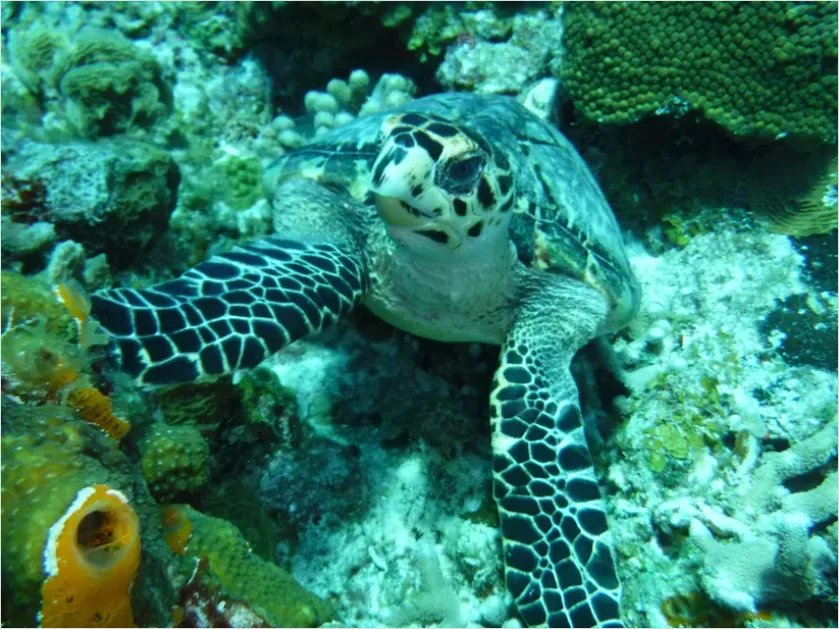 Detail Hawksbill Turtle Reef Photo Number 5