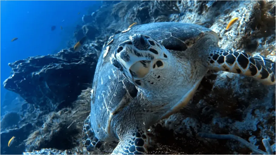 Detail Hawksbill Turtle Reef Photo Number 6