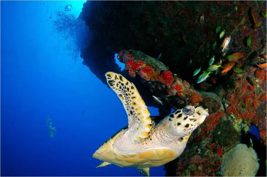 Detail Hawksbill Turtle Reef Photo Number 7