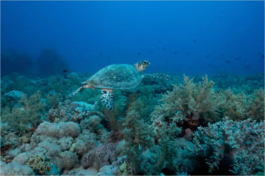 Detail Hawksbill Turtle Reef Photo Number 8