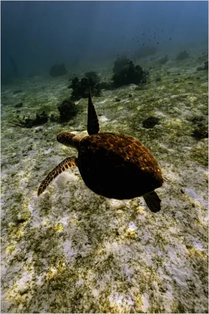 Detail Hawksbill Turtle Reef Photo Number 9