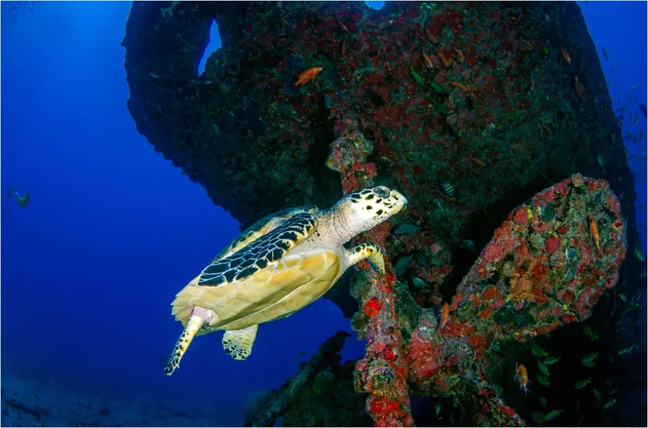 Detail Hawksbill Turtle Reef Photo Number 10